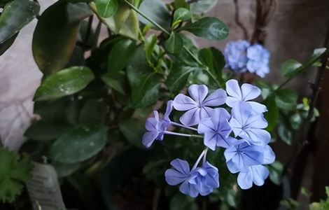 地下偶像樱花无删有声免费