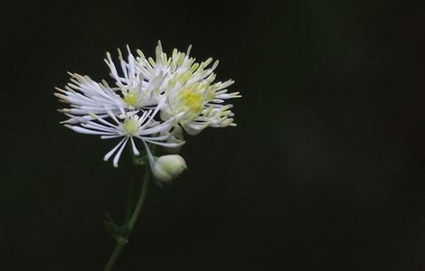 天才基本法电视剧免费观看98影院