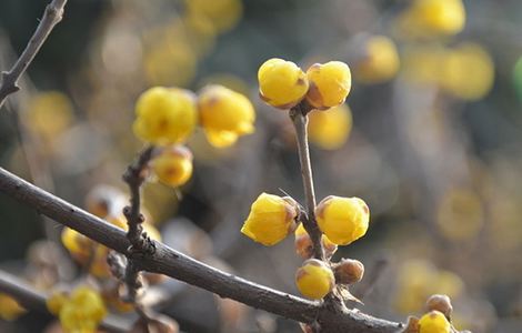 学生校花失去第一次小说