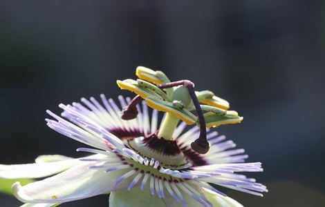 小马宝莉9季樱花动漫