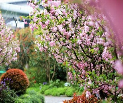 日本动漫爱情扑克樱花